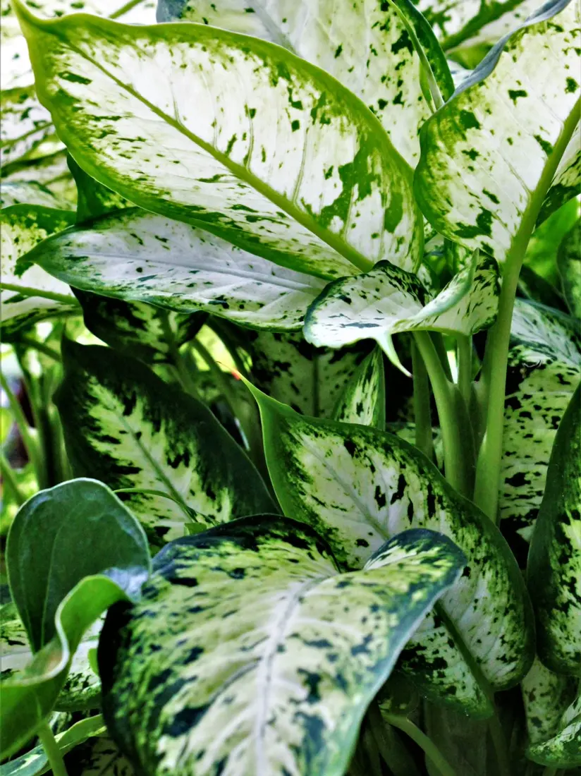 Dieffenbachia leaves with green and cream variegation