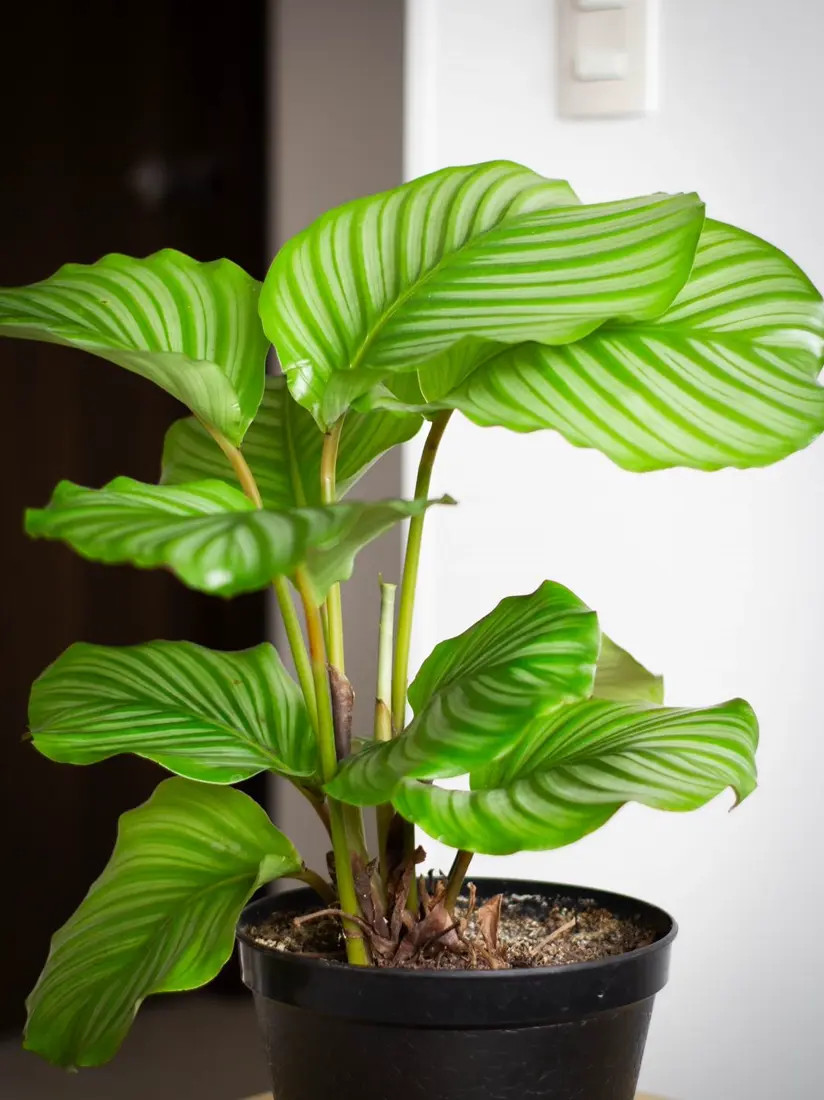 Calathea, a pet-safe plant, with striped round leaves in a pot