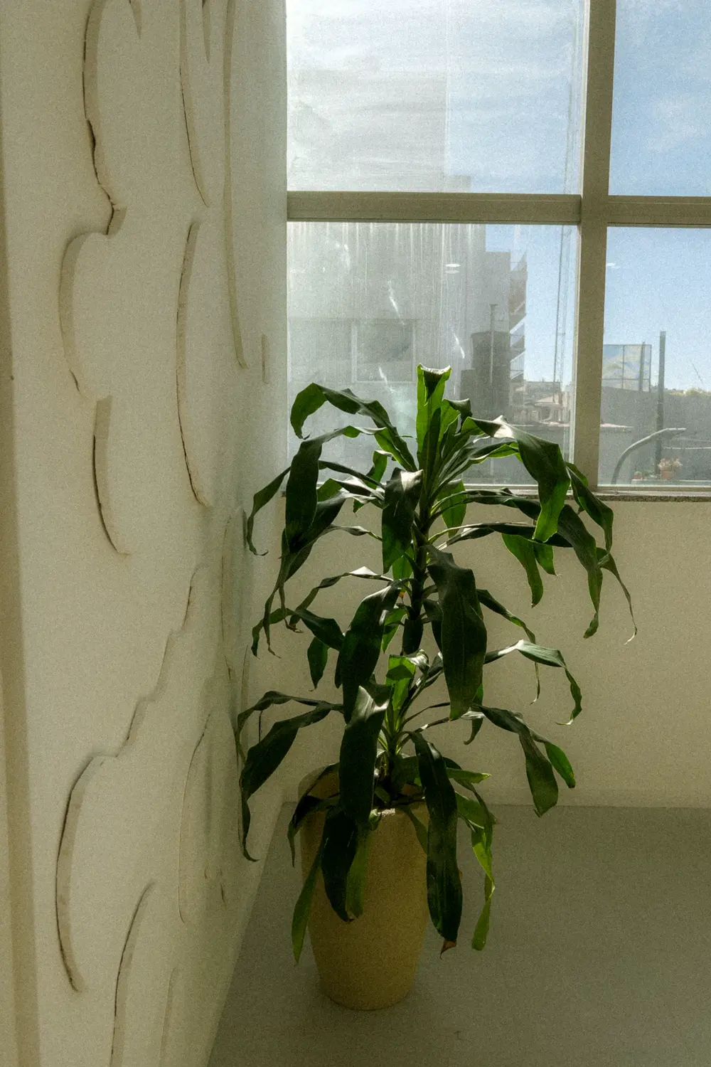 Tall corn plant dracaena in a pot standing on the floor beside a bright window
