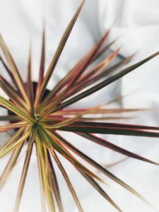 Is Dracaena Toxic to Cats? You Own More of It Than You Think