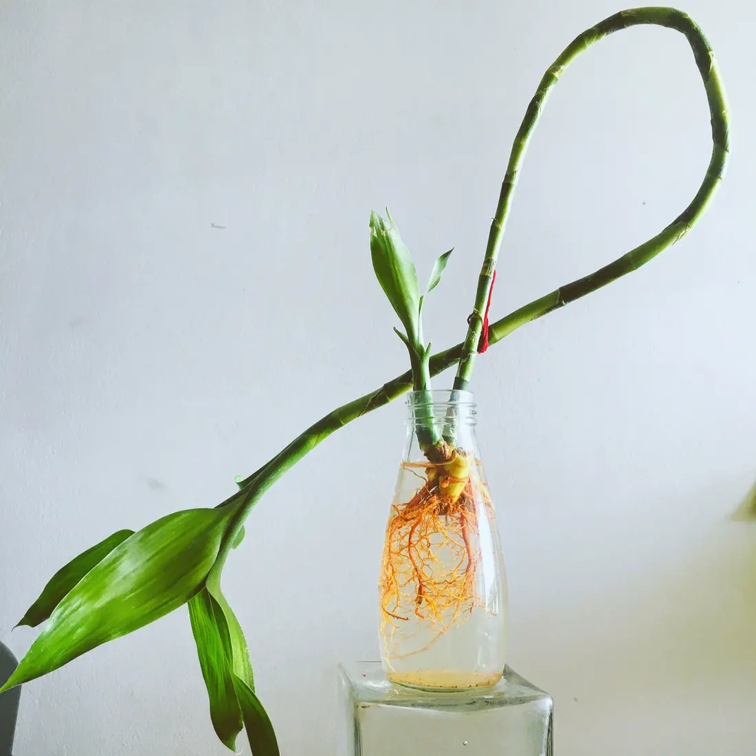 Lucky bamboo stalks growing in a clear glass jar with visible orange roots in the water