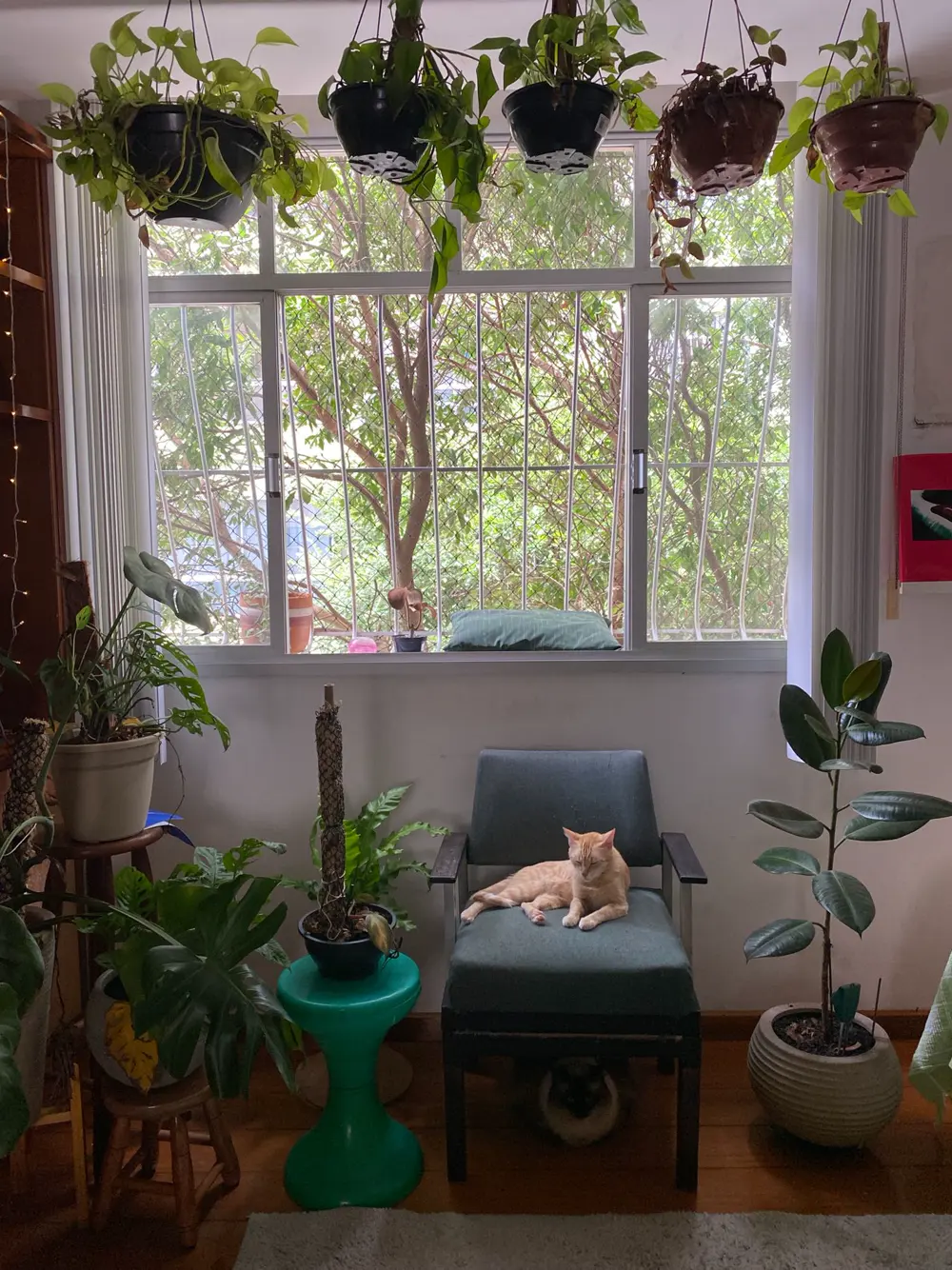 Ginger cat resting on a chair in a living room surrounded by many potted houseplants