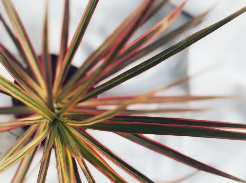 Is dracaena toxic to cats — dracaena marginata dragon tree viewed from above showing narrow red-edged leaves