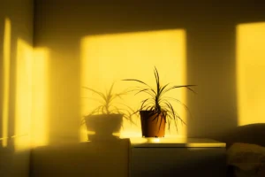 Is Dracaena Toxic to Dogs? The Whole-Genus Answer and First Aid