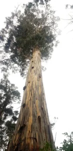 Is Eucalyptus Toxic to Cats? The Shower Bunch Is the Real Risk