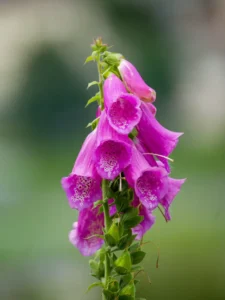 Is Foxglove Toxic to Cats? Even the Vase Water Is