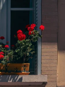 Is Geranium Toxic to Cats? It Depends Which One