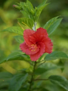Is Hibiscus Toxic to Cats? No, and Here’s the Proof