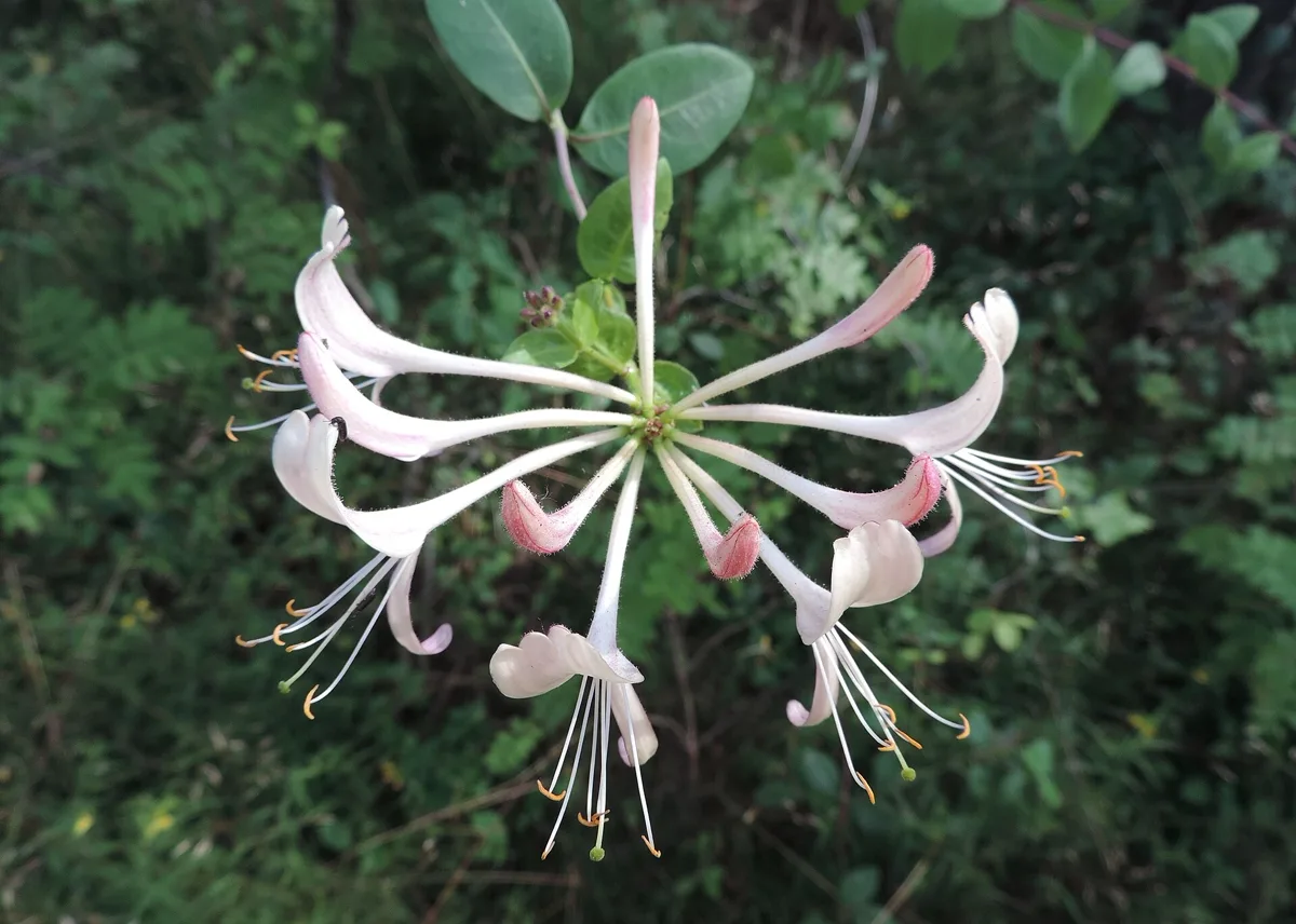 Is Honeysuckle Toxic to Cats? The Toy vs Berry Confusion