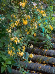 Is Honeysuckle Toxic to Dogs? The Berry Truth, Explained