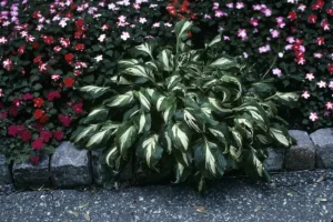 Is Hosta Toxic to Cats? 5 Facts Every Owner Needs