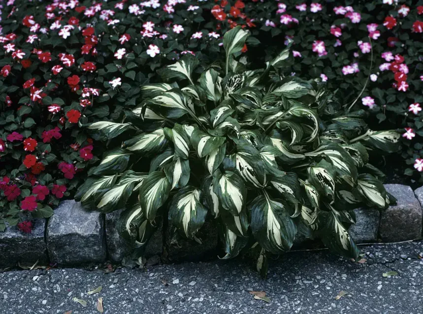 Is hosta toxic to cats — variegated green and white hosta clump growing at the edge of a shaded garden bed