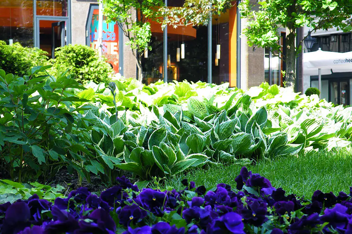 Hosta bed at ground level in a shaded border, the kind of planting where cats lie down