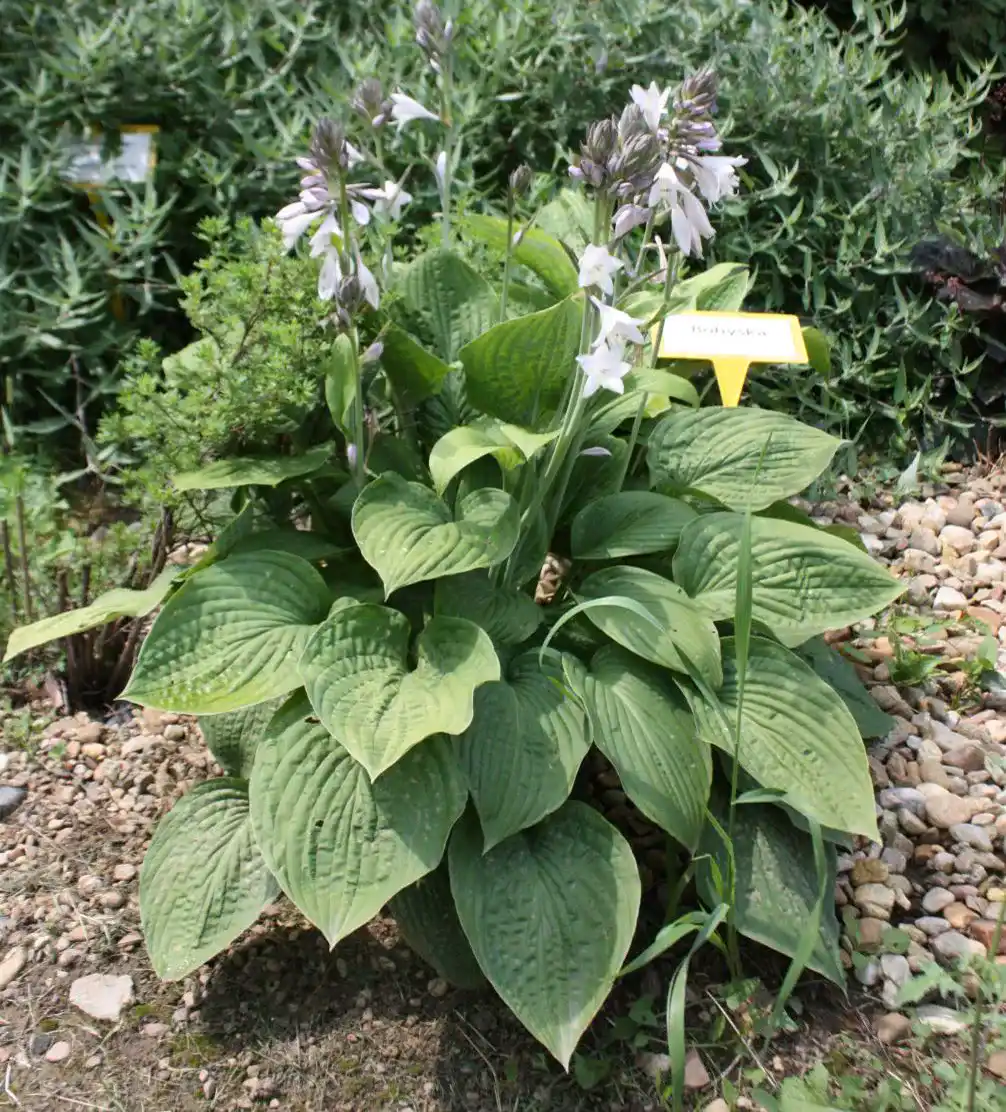 Hosta plant in flower with pale lilac trumpet flowers on tall stems above ribbed leaves