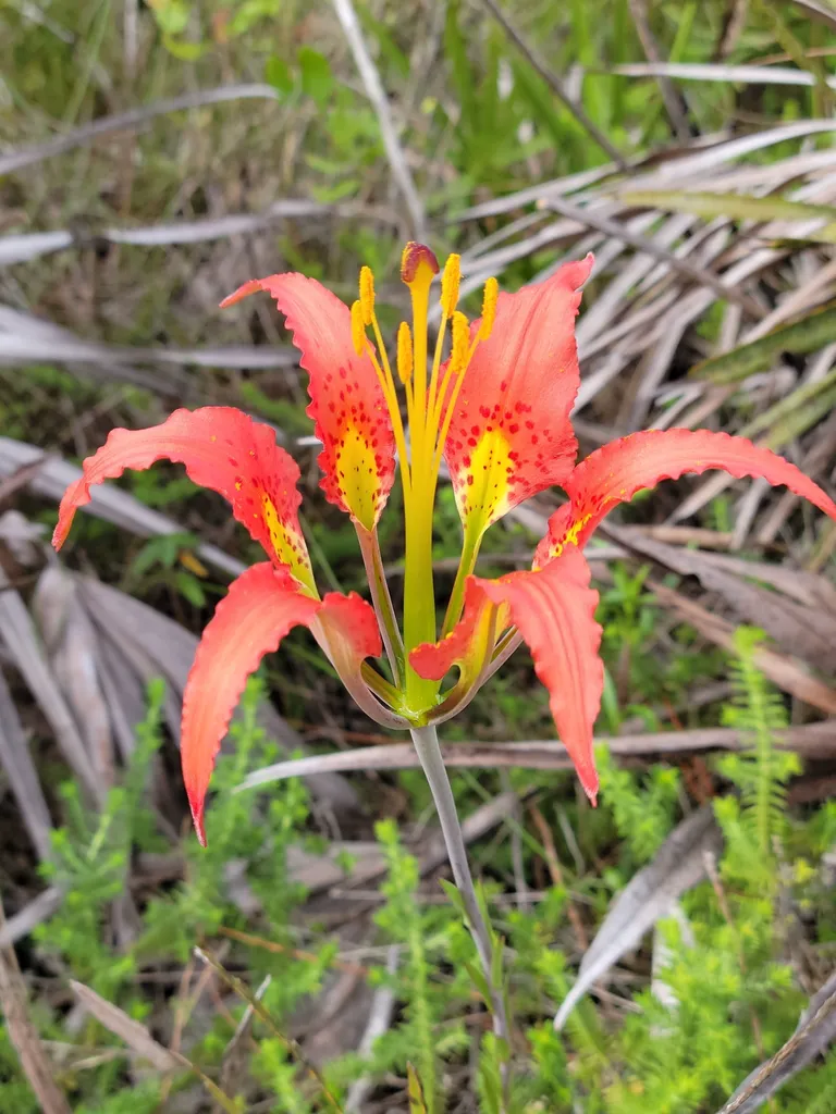 True lily flower with orange petals and prominent pollen-covered anthers