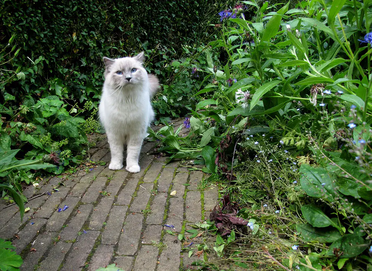 Cat walking through a garden border surrounded by leafy plants