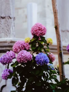 Is Hydrangea Toxic to Cats? The Cyanide Question Answered