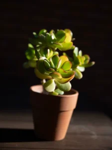 Is Jade Plant Toxic to Cats? Symptoms, First Aid and 5 Safe Swaps