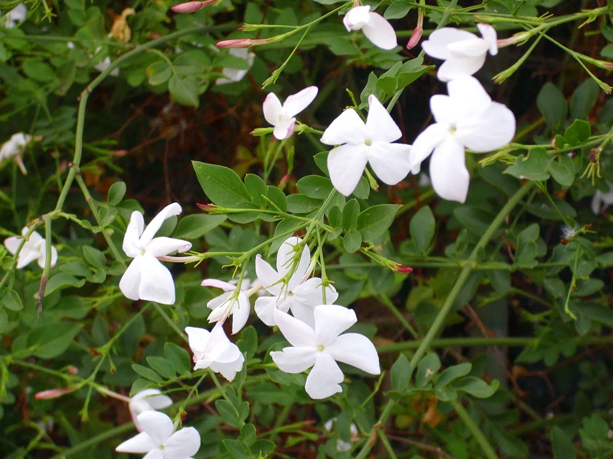 Is Jasmine Toxic to Cats? 2 Safe, 2 That Can Kill