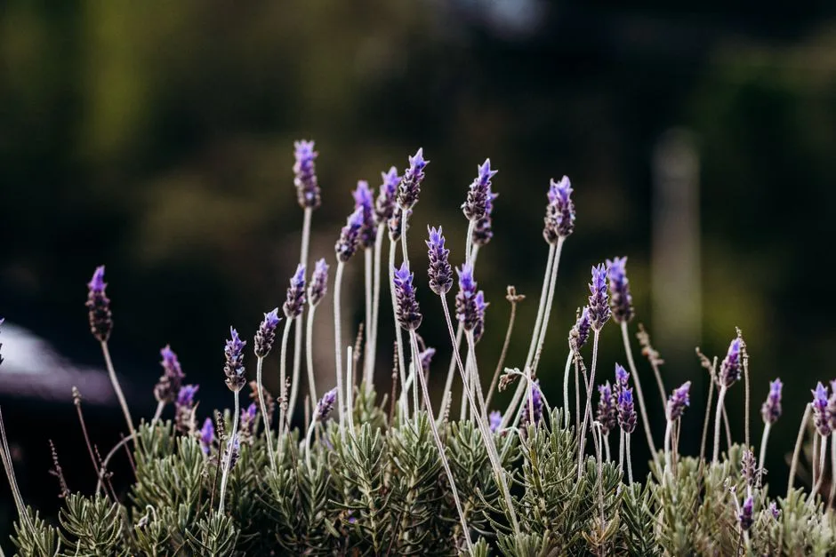 Is Lavender Toxic to Dogs? The Plant vs the Oil
