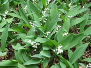 Is Lily of the Valley Toxic to Cats? 5 Urgent Facts