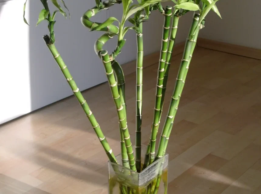 Is lucky bamboo toxic to dogs — lucky bamboo stems, some spiralled, standing in water in a clear glass vase