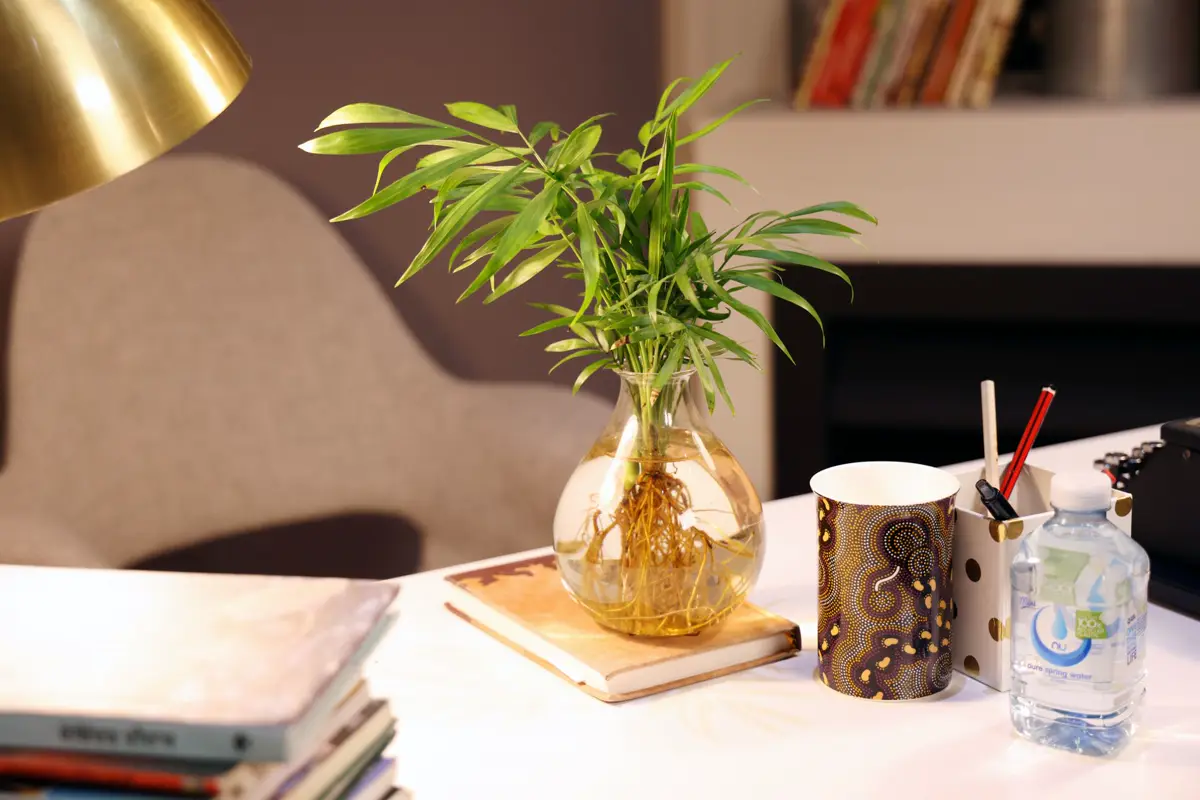 Lucky bamboo stems growing in a glass vase of water on a desk