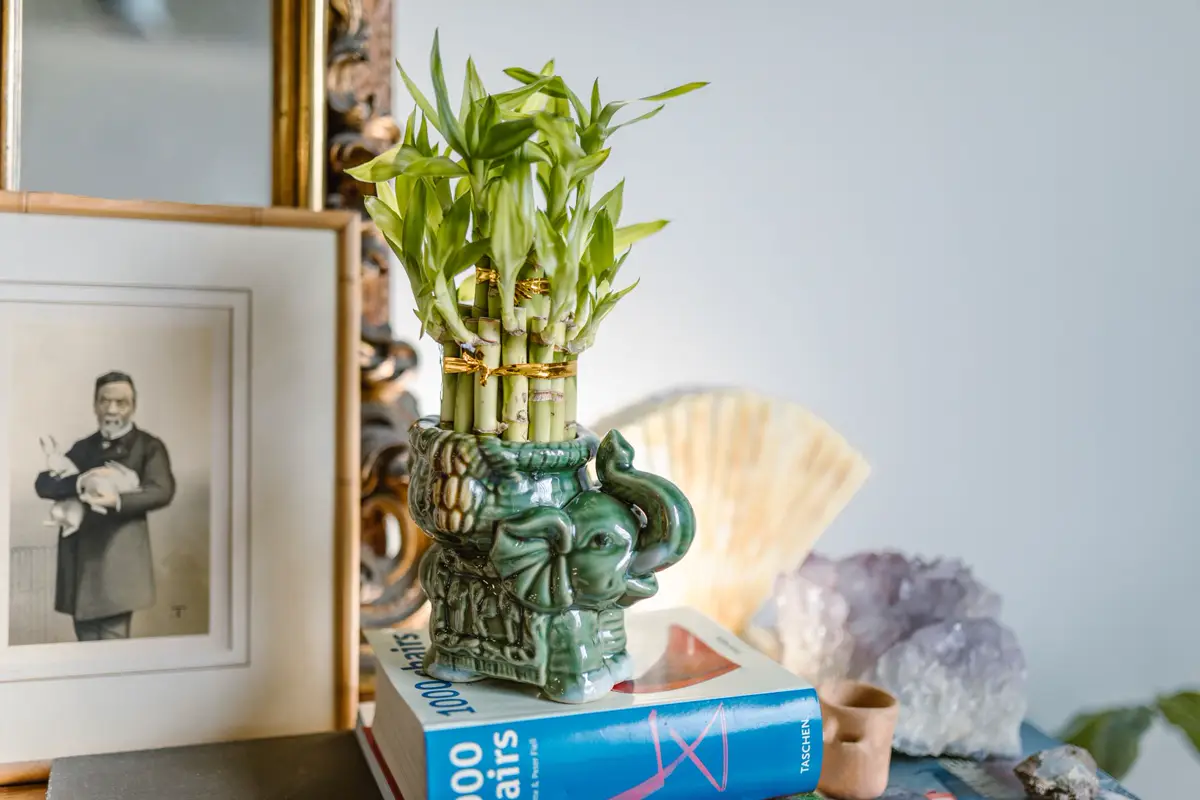 Lucky bamboo arrangement standing in a decorative pot on a shelf