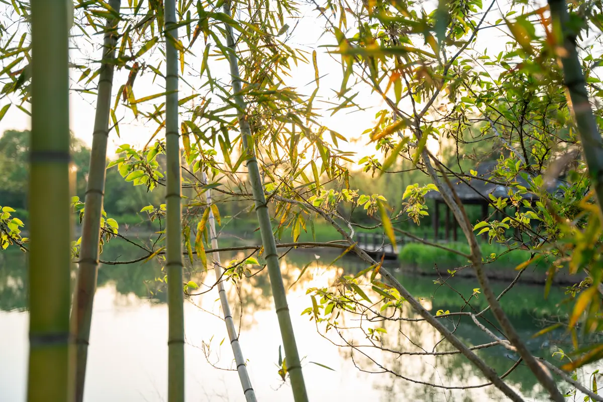 Real bamboo canes growing beside water with narrow leaves