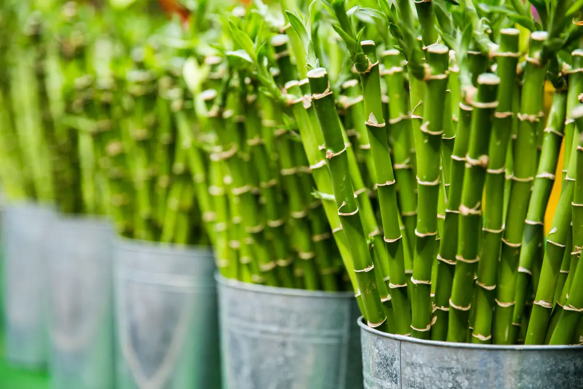 Bundles of lucky bamboo stalks standing in pots of water