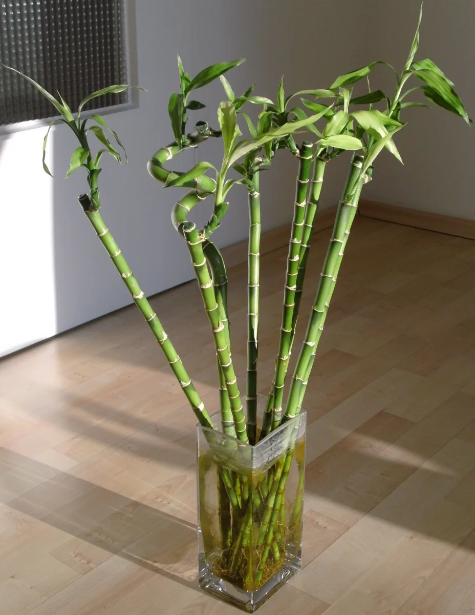 Is Lucky Bamboo Toxic to Dogs? Yes, and It Is Not Real Bamboo