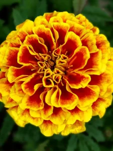 Is Marigold Toxic to Cats? One Is, One Is Not