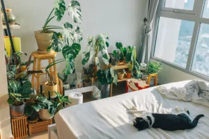Is Monstera Toxic to Dogs? Symptoms, First Aid and 5 Safe Swaps