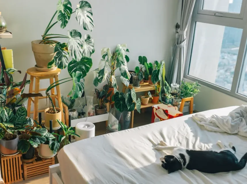 Is monstera toxic to dogs — bedroom corner packed with houseplants including a variegated monstera, a cat asleep on the bed