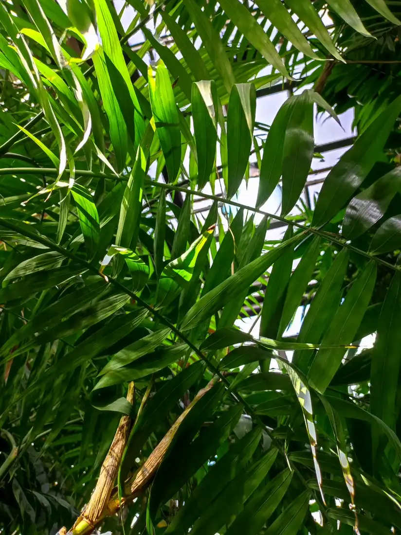 Parlour palm, a pet-safe plant, in a pot on a table