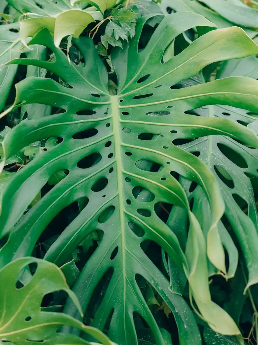 Large glossy monstera leaves with deep splits and holes filling the frame