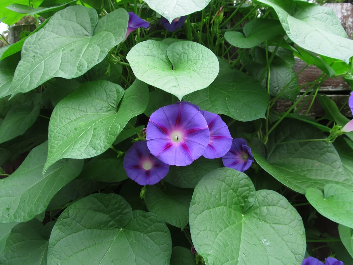 Is Morning Glory Toxic to Cats? The Seed Packet Problem