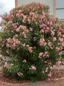 Is Oleander Toxic to Cats? Yes, One of the Deadliest Shrubs