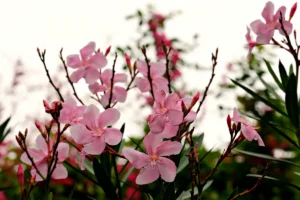 Is Oleander Toxic to Dogs? Yes, One of the Deadliest Shrubs
