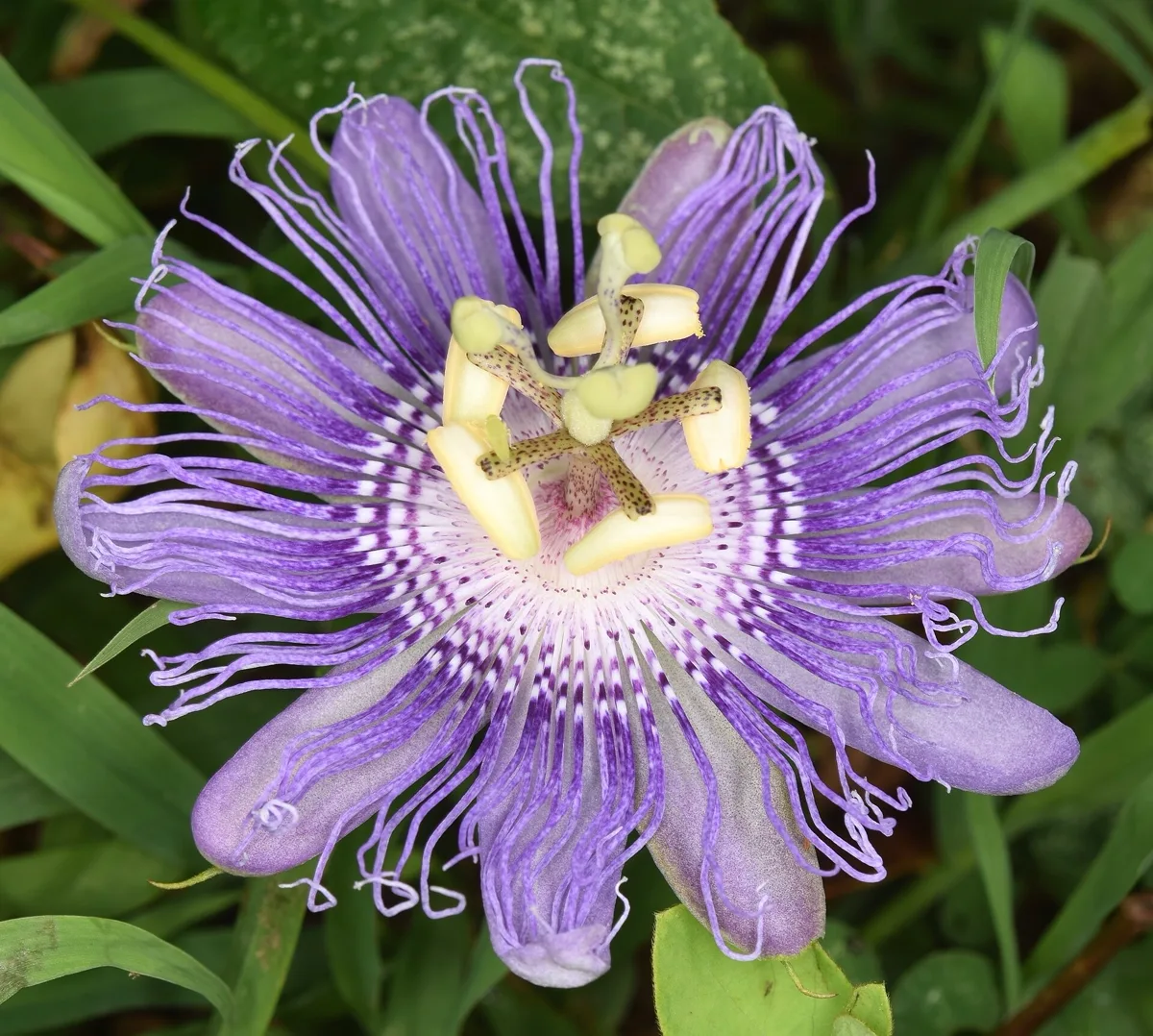 Is Passionflower Toxic to Cats? Not Listed, But Read This