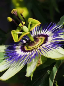 Is Passionflower Toxic to Dogs? Ripe vs Unripe Explained