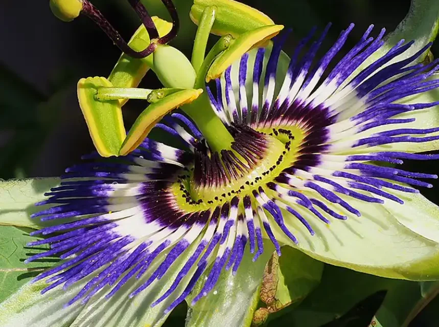 Passionflower bloom showing its ring of blue and white filaments and a green lobed leaf behind