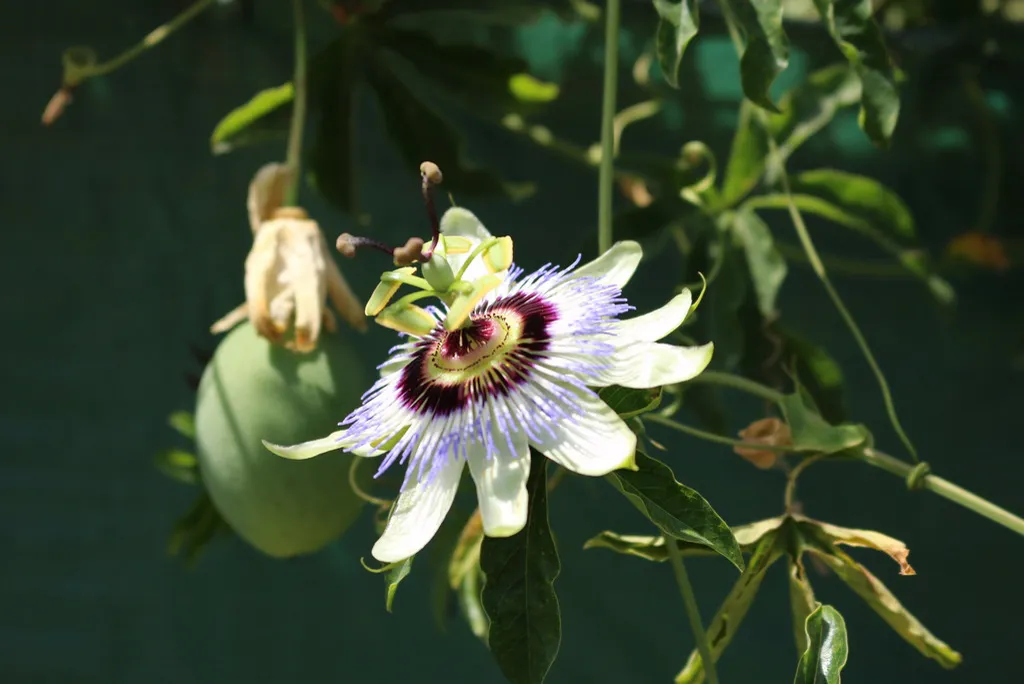 Blue passionflower bloom beside a green developing fruit on the vine