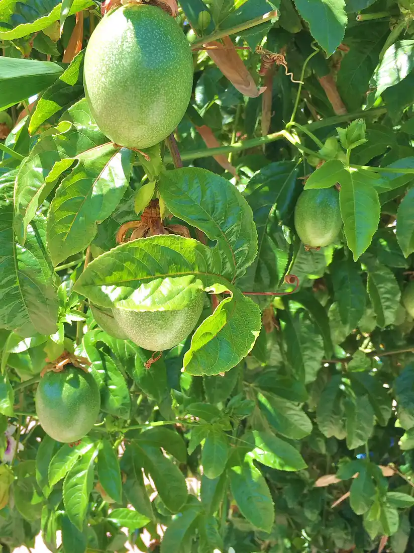 Unripe green passion fruit hanging on the vine, the part that carries cyanogenic compounds