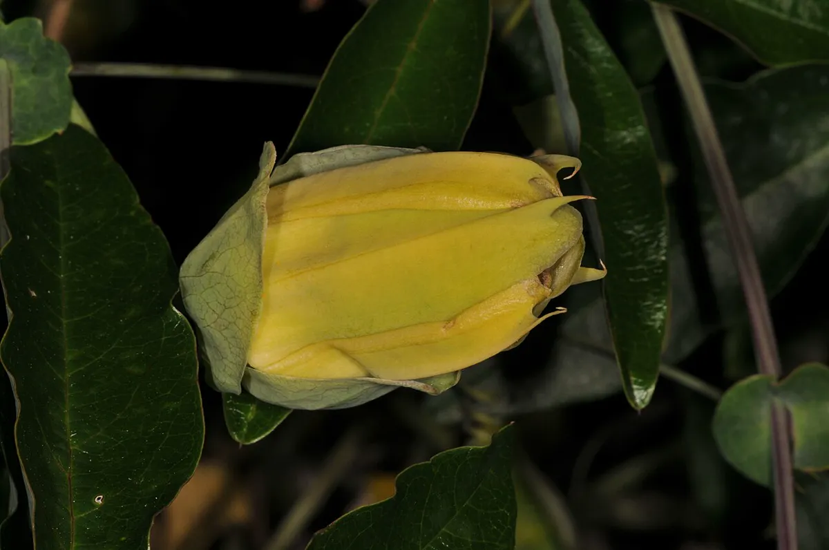 Yellow ripening passion fruit hanging on the vine among green leaves