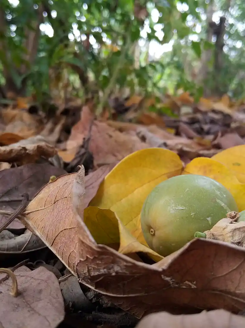 Fallen unripe passion fruits lying among dead leaves under the vine, where a dog forages