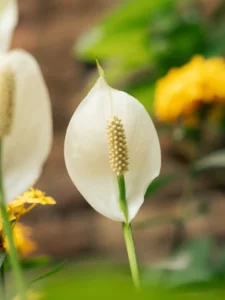 Is Peace Lily Toxic to Cats? The Truth vs True Lilies and First Aid