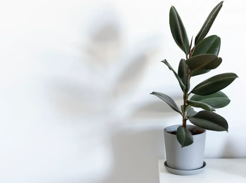 Is rubber plant toxic to dogs — small rubber plant with dark glossy oval leaves in a grey pot on a white surface