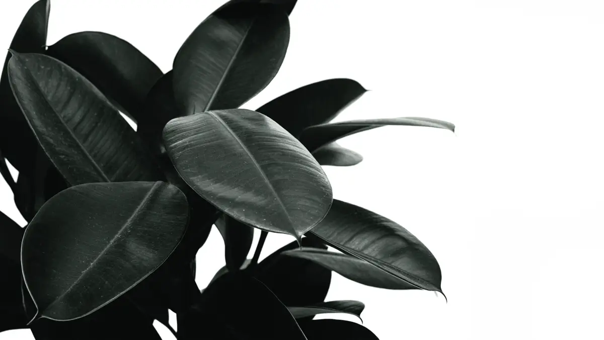 Dark glossy rubber plant leaves against a pale wall