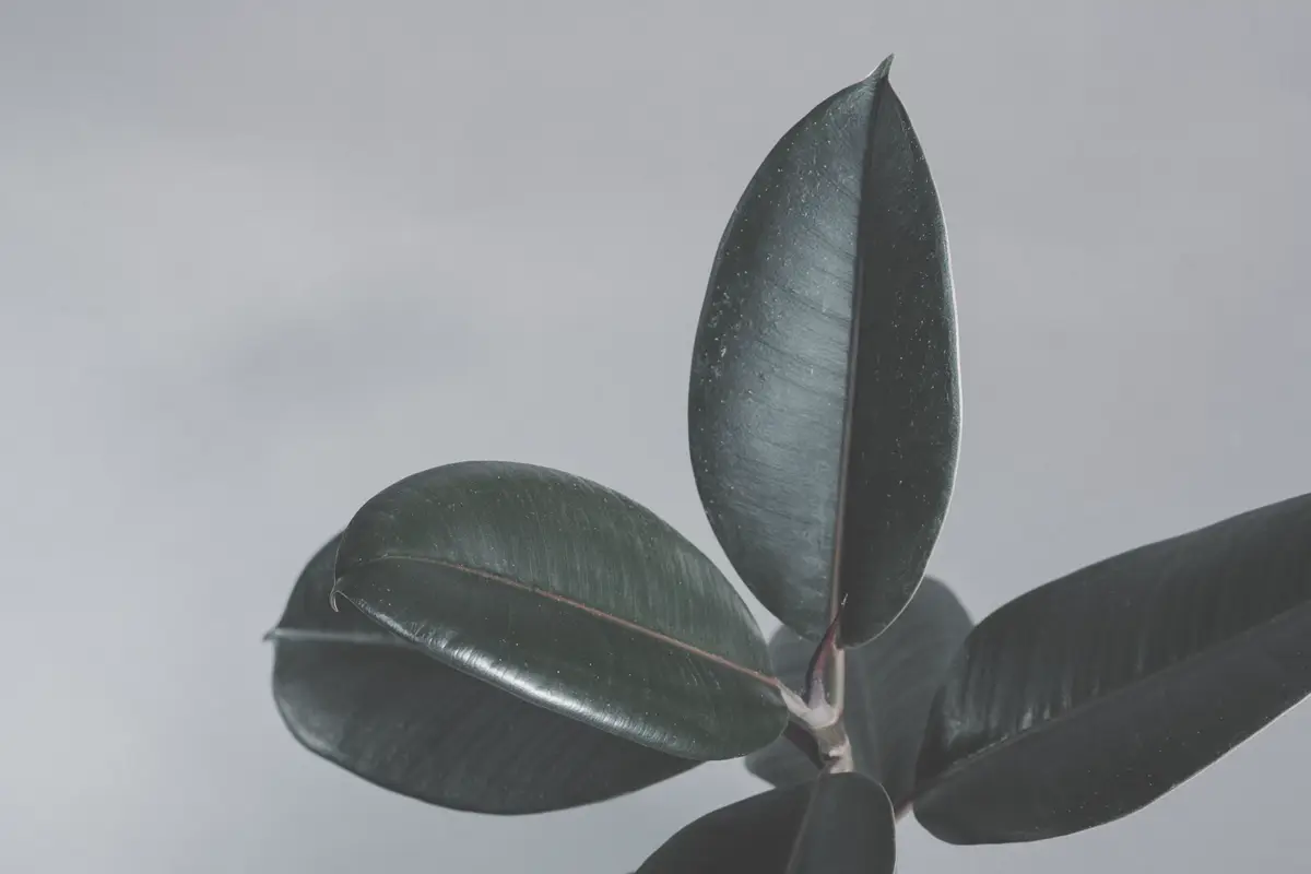 Close-up of thick glossy rubber plant leaves meeting the stem